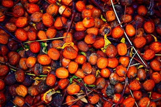 Crude palm oil in drums ready for loading