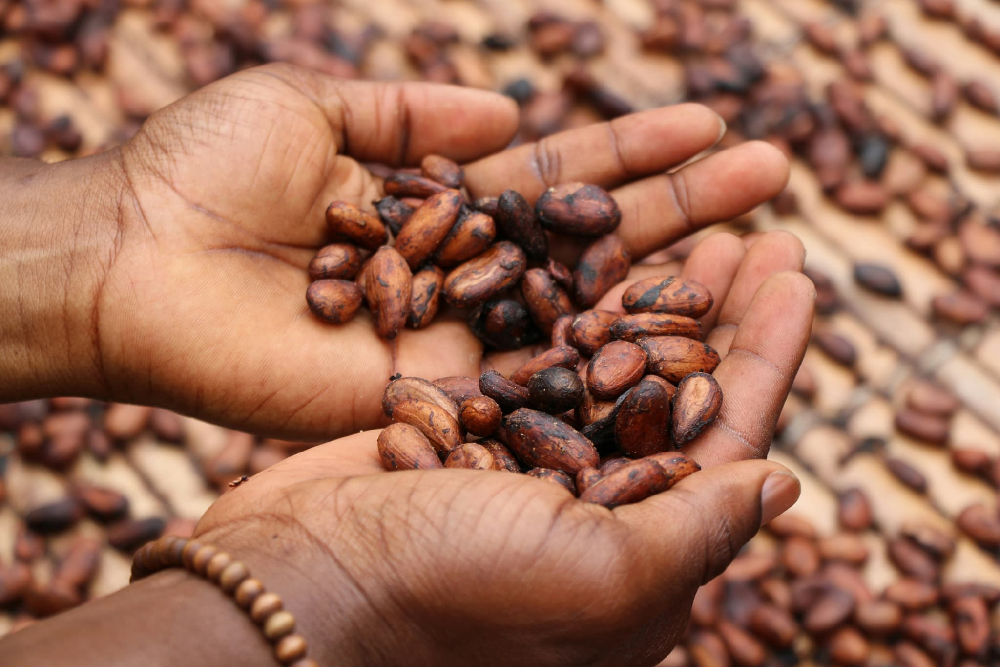 Dried hibiscus flowers and spices sorted for export from northern Nigeria